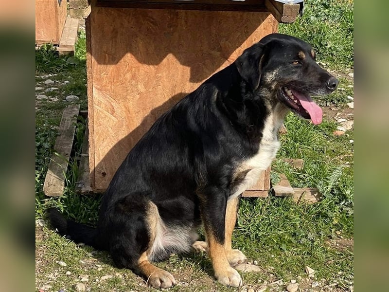 Speedy, geb. ca. 04/2018, lebt in GRIECHENLAND, auf einem Gelände, auf dem die Hunde notdürftig vers