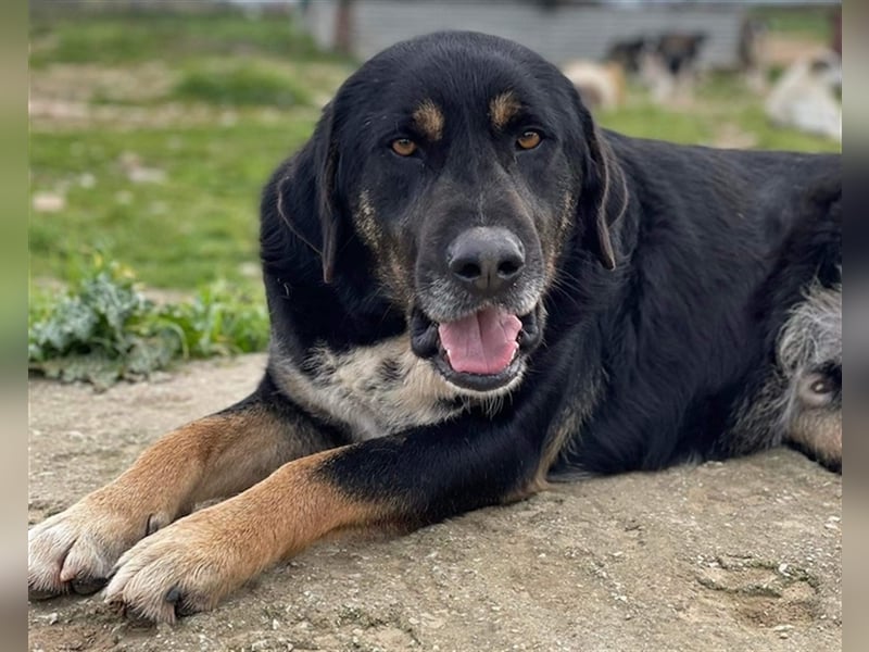 Speedy, geb. ca. 04/2018, lebt in GRIECHENLAND, auf einem Gelände, auf dem die Hunde notdürftig vers