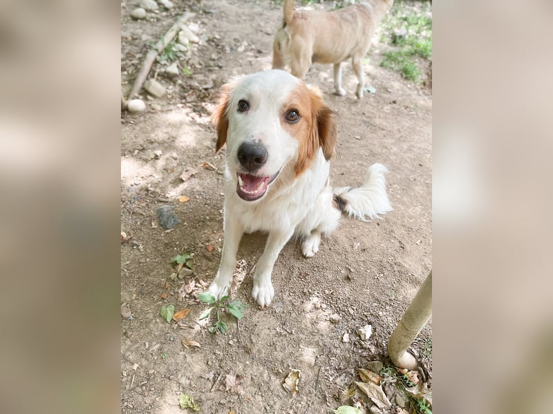 Sanfter und verschmuster ANDRE sucht sein Kuschelkörbchen für Immer
