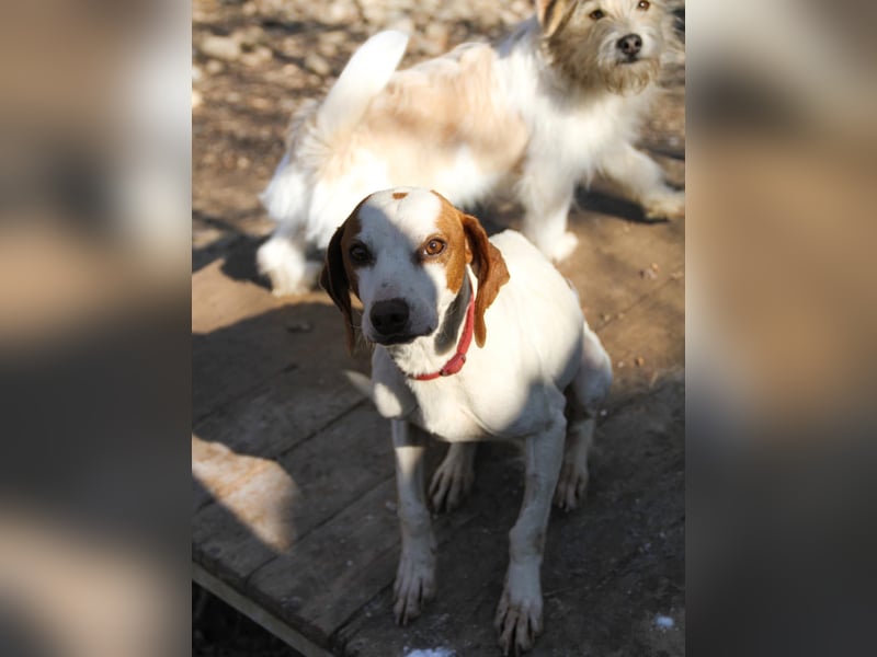 Fićo - Schmusehund zum Verlieben
