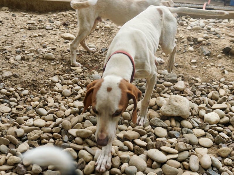 Traumhund FICO verschenkt sein Herz an Dich