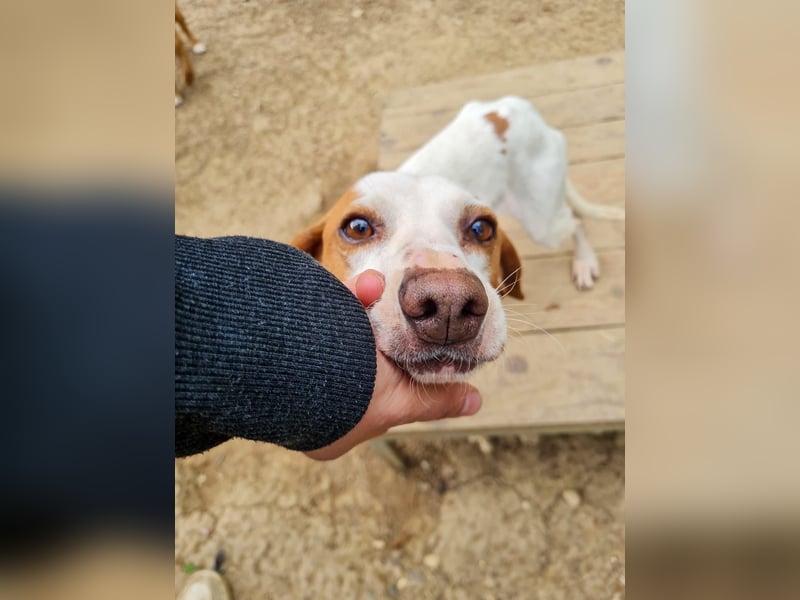 Fićo - Schmusehund zum Verlieben