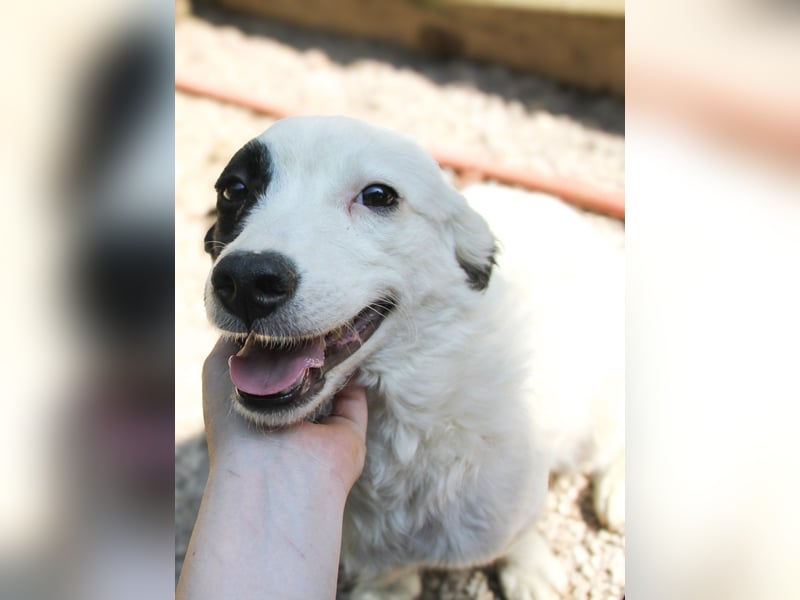 Hoppla - zuckersüßer PUPIN möchte on tour gehen