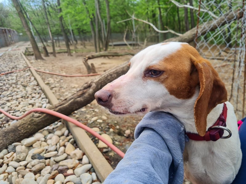 Fićo - Schmusehund zum Verlieben