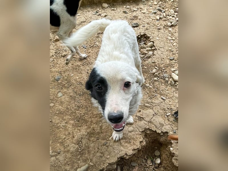 Hoppla - zuckersüßer PUPIN möchte on tour gehen