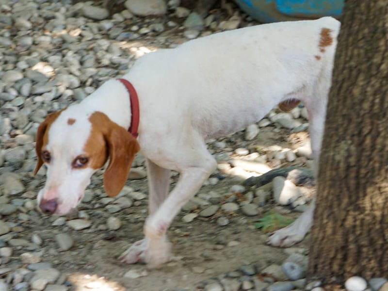 Traumhund FICO verschenkt sein Herz an Dich