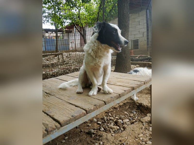 Hoppla - zuckersüßer PUPIN möchte on tour gehen