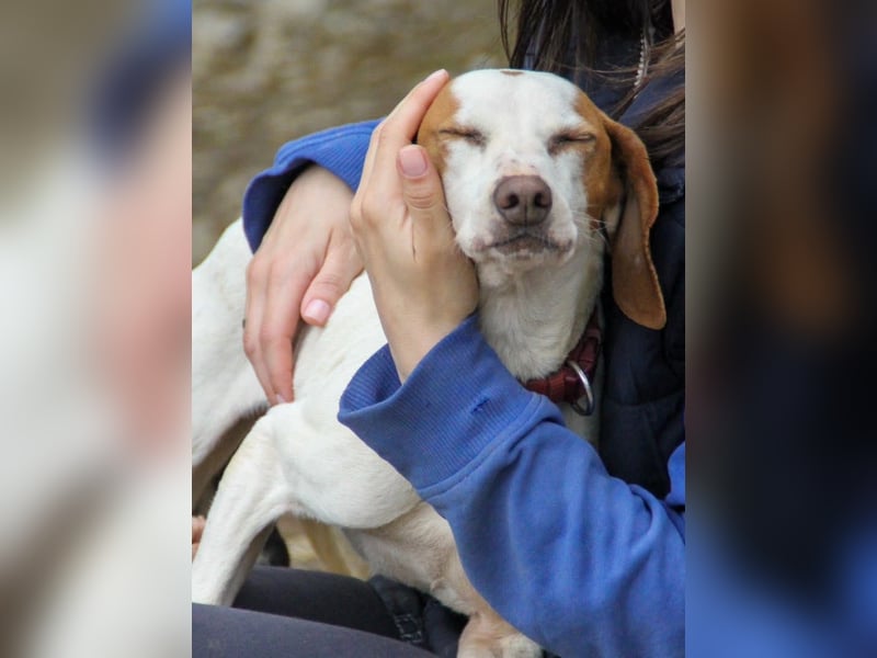 Fićo - Schmusehund zum Verlieben
