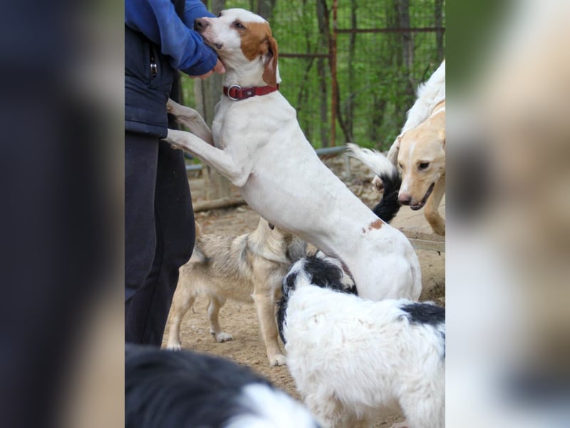 Traumhund FICO verschenkt sein Herz an Dich