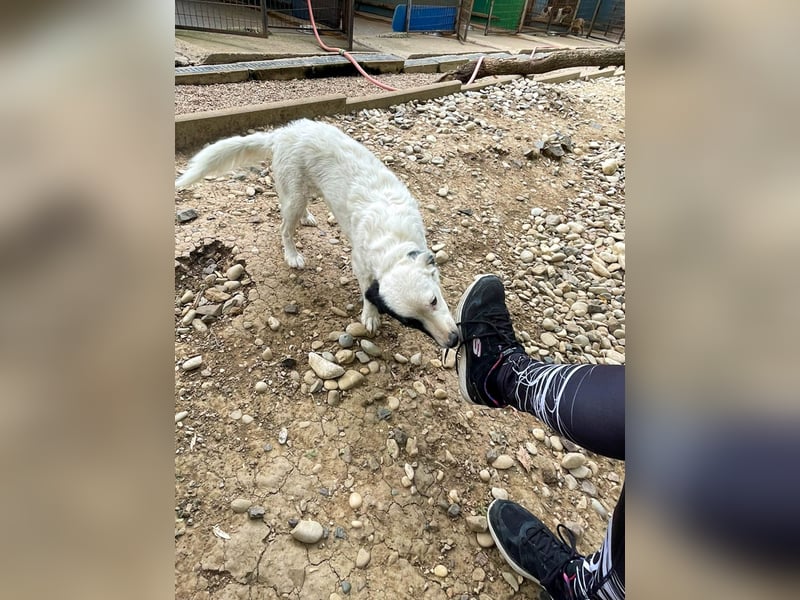 Hoppla - zuckersüßer PUPIN möchte on tour gehen