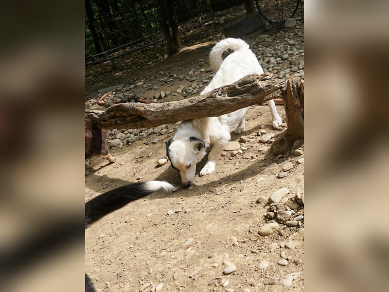 Hoppla - zuckersüßer PUPIN möchte on tour gehen