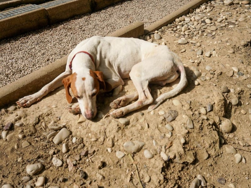 Traumhund FICO verschenkt sein Herz an Dich