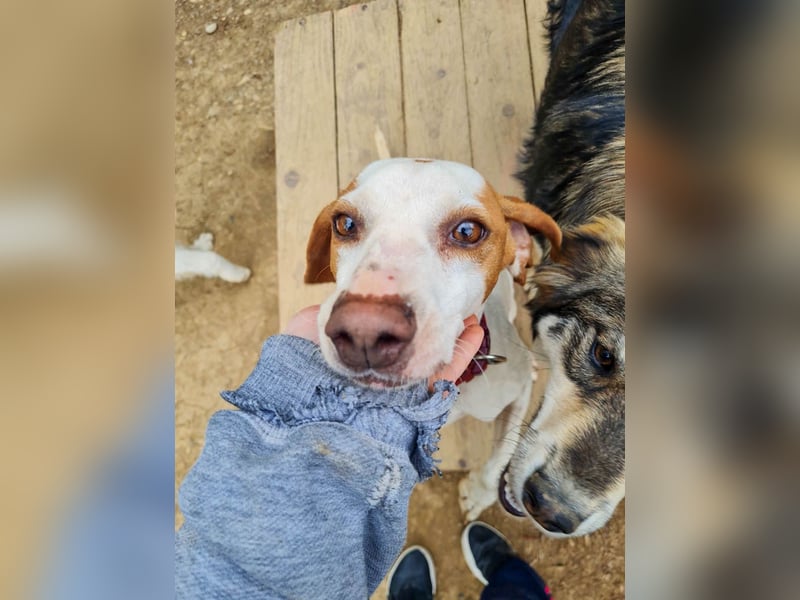 Traumhund FICO verschenkt sein Herz an Dich