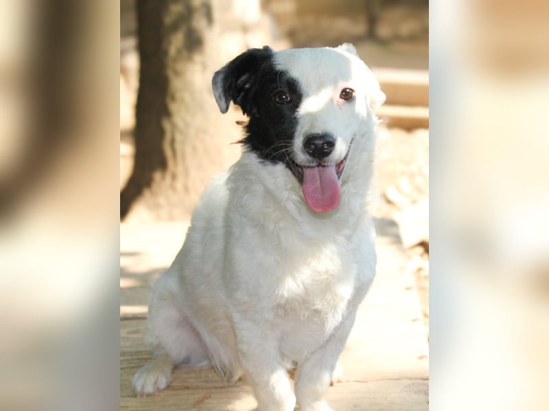 Hoppla - zuckersüßer PUPIN möchte on tour gehen