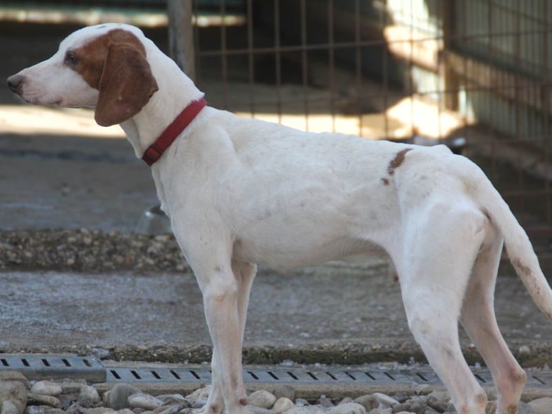Traumhund FICO verschenkt sein Herz an Dich