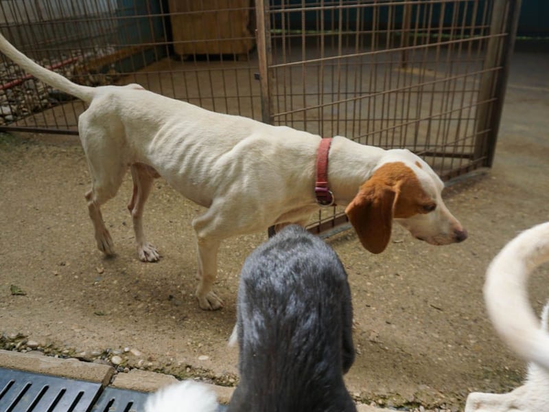 Traumhund FICO verschenkt sein Herz an Dich
