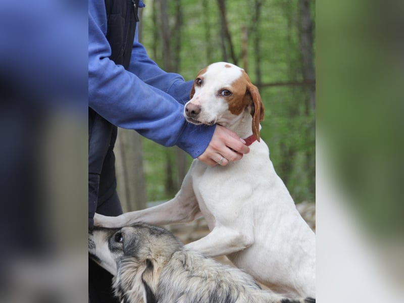 Fićo - Schmusehund zum Verlieben