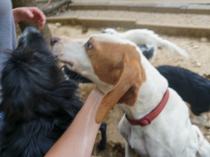 Traumhund FICO verschenkt sein Herz an Dich