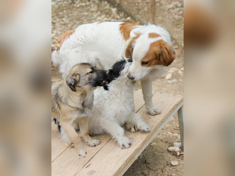 Sanfter und verschmuster ANDRE sucht sein Kuschelkörbchen für Immer