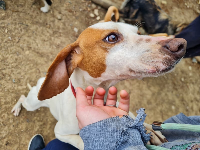 Fićo - Schmusehund zum Verlieben