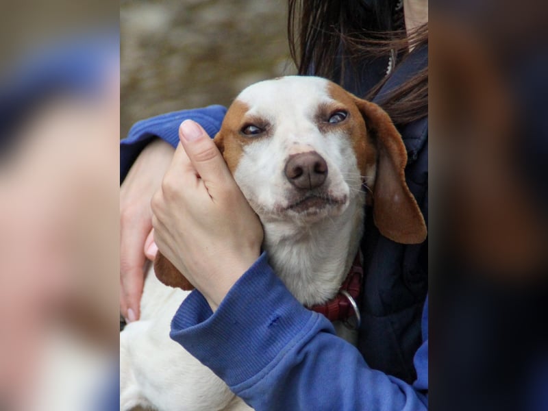 Fićo - Schmusehund zum Verlieben