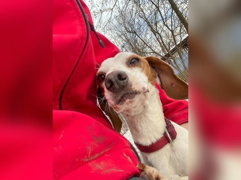 Fićo - Schmusehund zum Verlieben