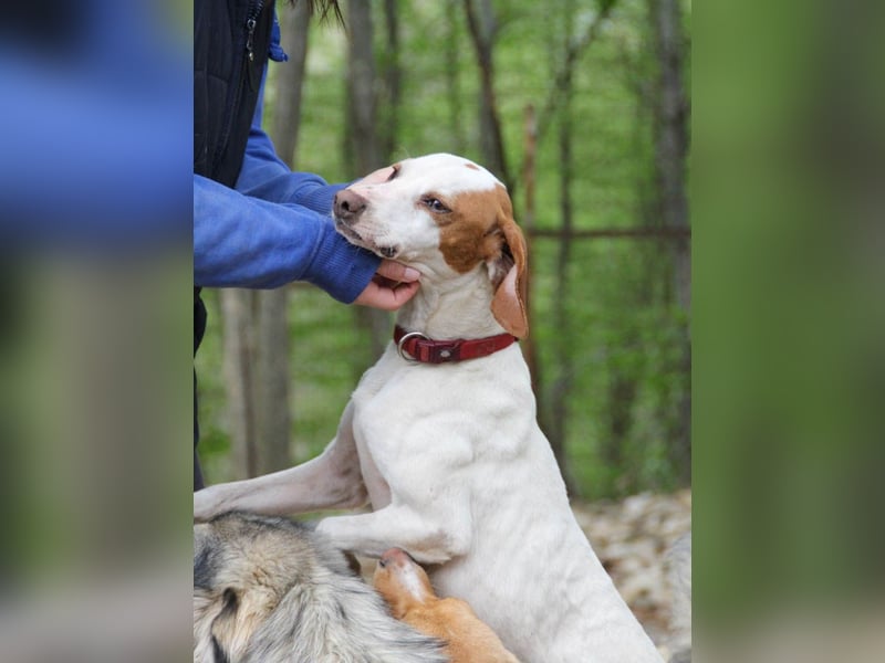 Traumhund FICO verschenkt sein Herz an Dich