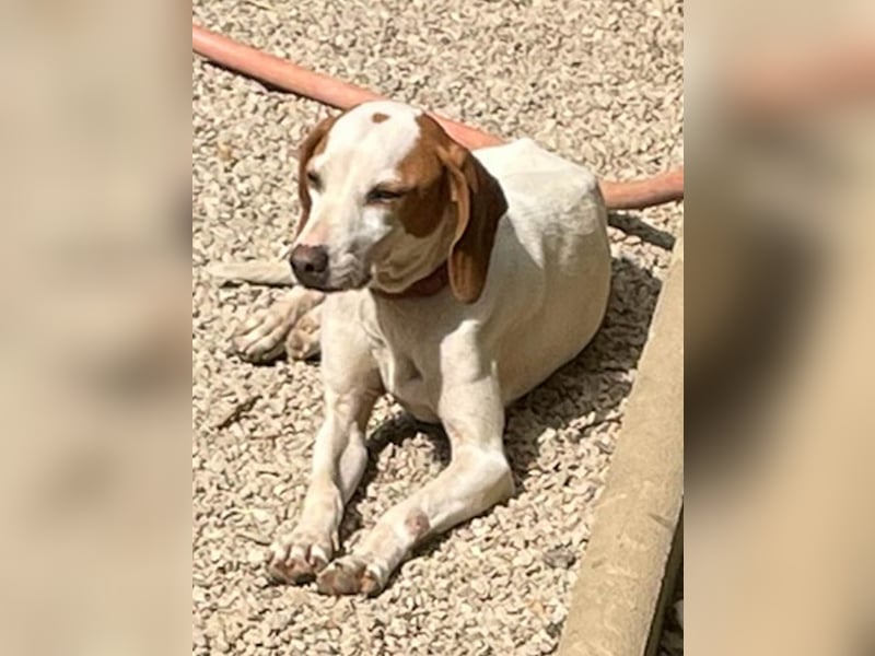 Traumhund FICO verschenkt sein Herz an Dich