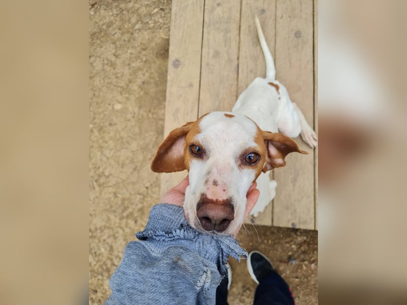 Fićo - Schmusehund zum Verlieben