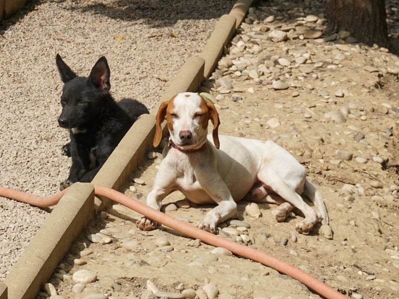 Traumhund FICO verschenkt sein Herz an Dich