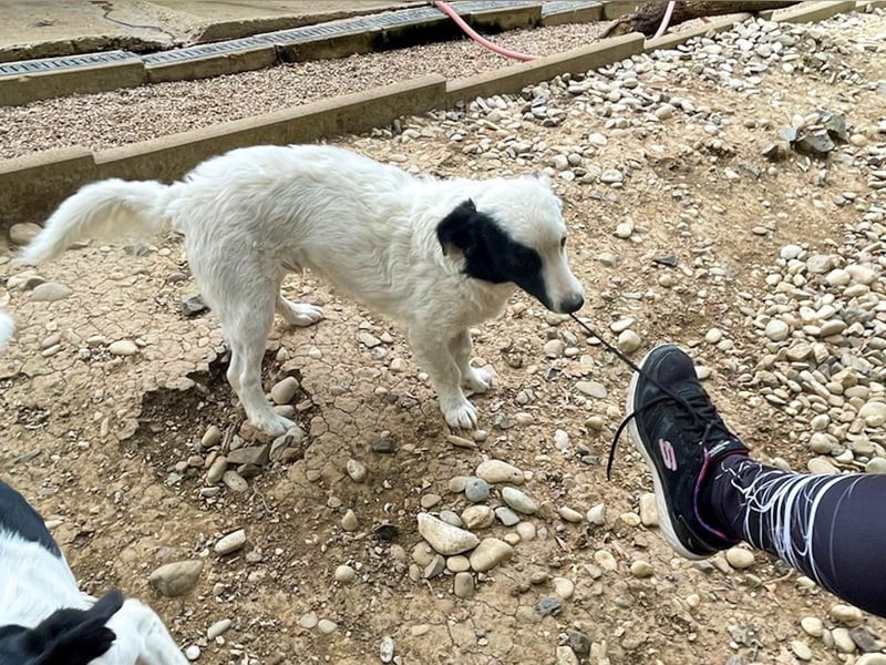 Hoppla - zuckersüßer PUPIN möchte on tour gehen