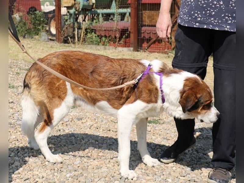 Fiedler ist ein ruhiger, sanfter Hund