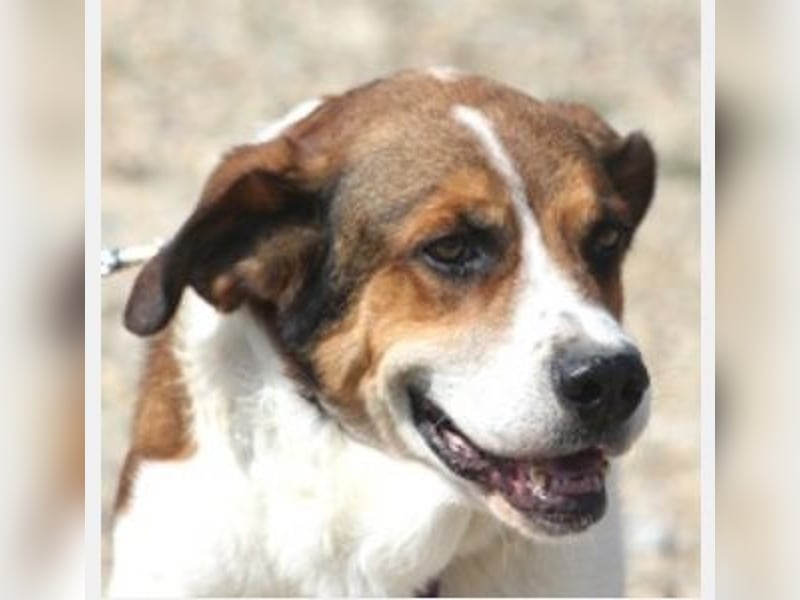 Fiedler ist ein ruhiger, sanfter Hund
