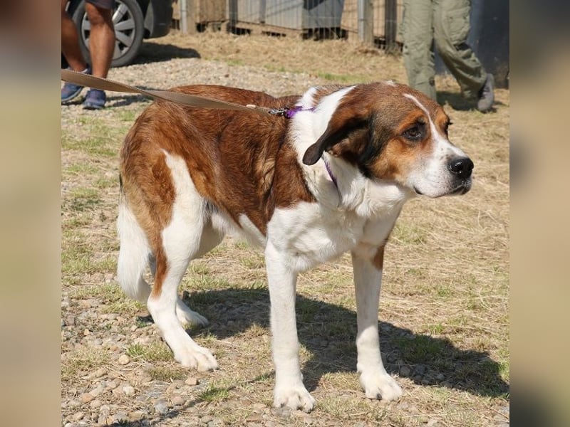 Fiedler ist ein ruhiger, sanfter Hund