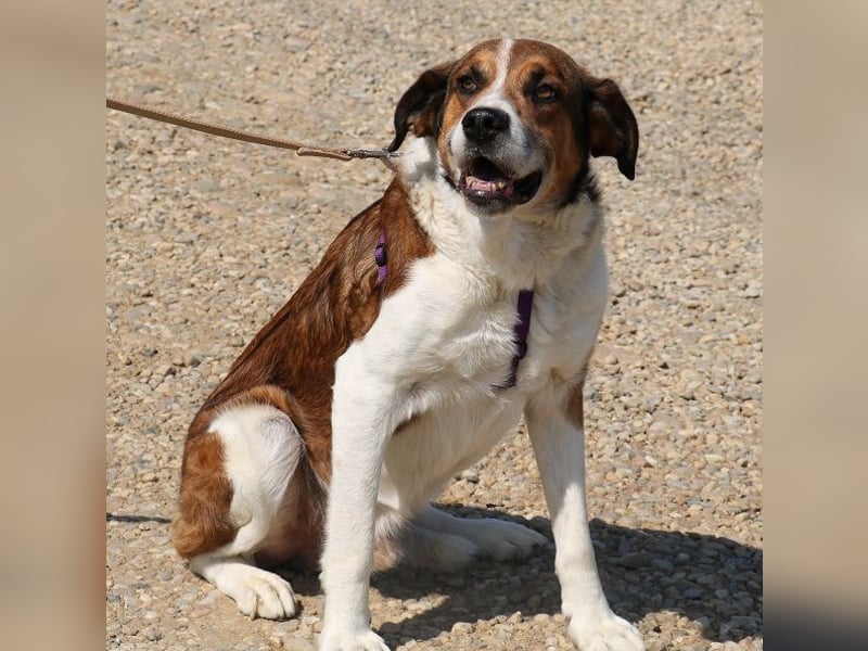Fiedler ist ein ruhiger, sanfter Hund