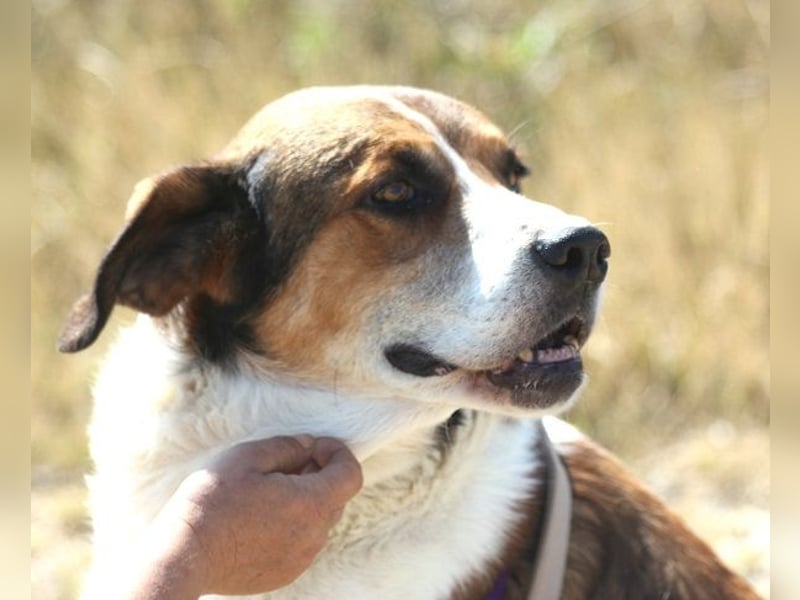 Fiedler ist ein ruhiger, sanfter Hund