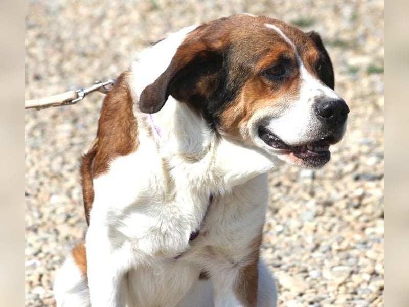 Fiedler ist ein ruhiger, sanfter Hund