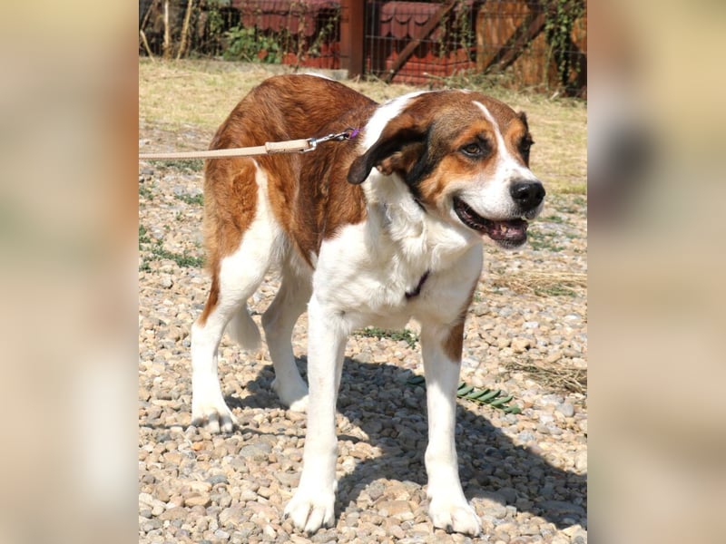 Fiedler ist ein ruhiger, sanfter Hund