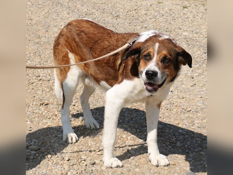 Fiedler ist ein ruhiger, sanfter Hund