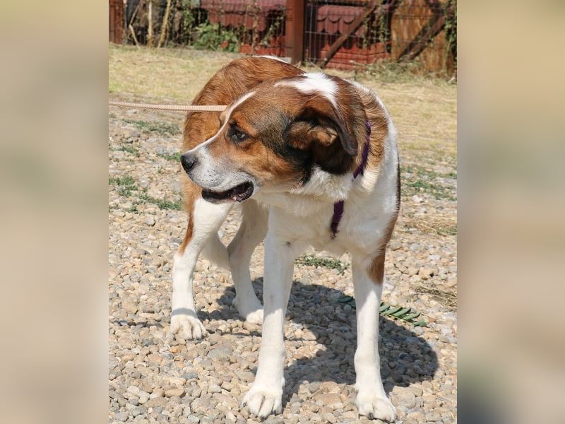 Fiedler ist ein ruhiger, sanfter Hund