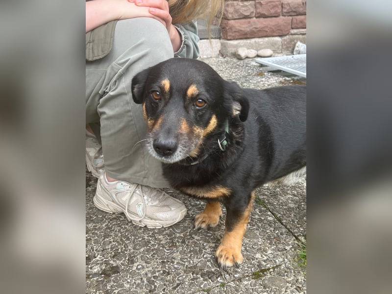 Dringend neuen Platz für Senior Bodo gesucht