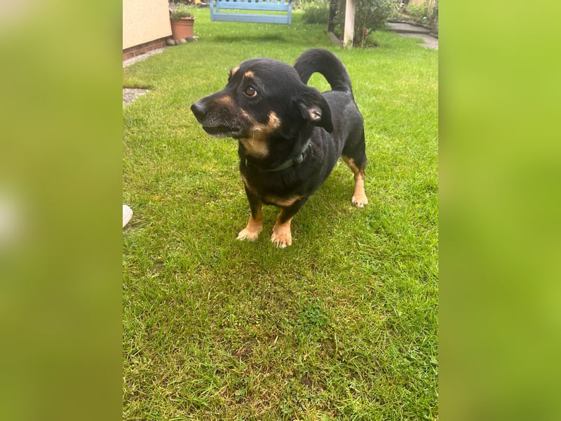 Dringend neuen Platz für Senior Bodo gesucht