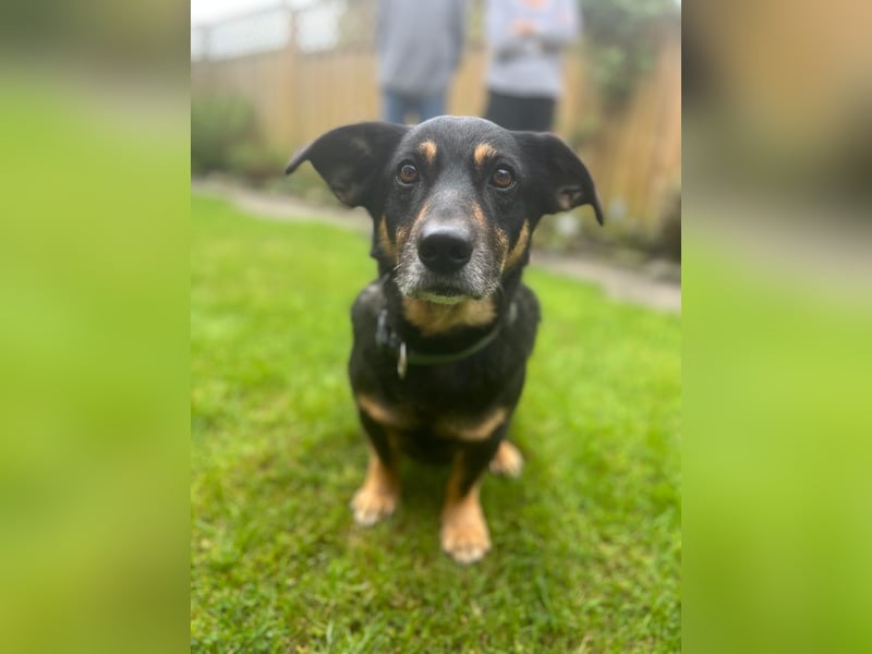 Dringend neuen Platz für Senior Bodo gesucht