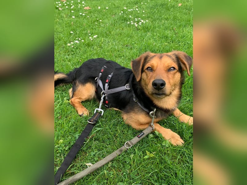 Sonnenschein Aiko wünscht sich seine Menschen