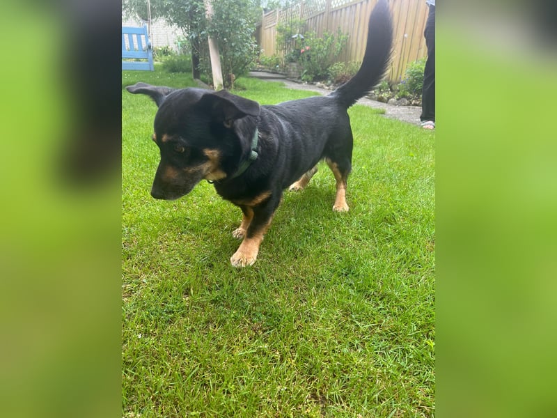 Dringend neuen Platz für Senior Bodo gesucht