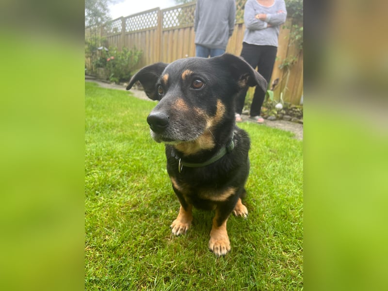 Dringend neuen Platz für Senior Bodo gesucht