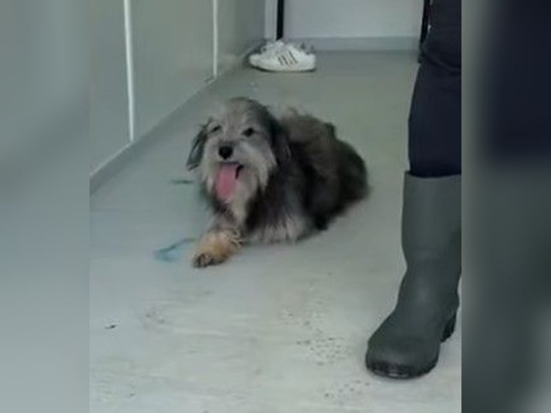 Beard - freundlicher, lieber, katzenverträglicher Rauhaardackel-Mix Rüde / z.Zt. noch in Rumänien