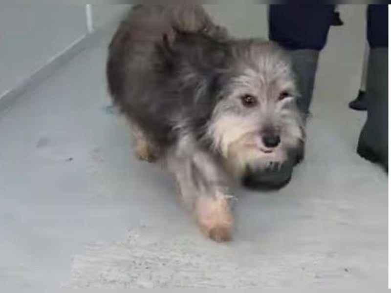 Beard - freundlicher, lieber, katzenverträglicher Rauhaardackel-Mix Rüde / z.Zt. noch in Rumänien