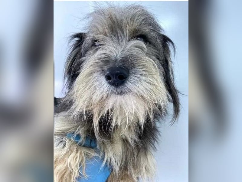Beard - freundlicher, lieber, katzenverträglicher Rauhaardackel-Mix Rüde / z.Zt. noch in Rumänien