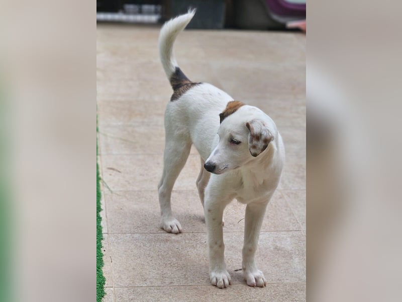 Spike(2) - welpentypisch verspielter, neugieriger, lebhafter Rüde / z.Zt. noch in Rumänien